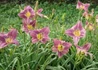 Kép 3/3 - Hemerocallis Prairie Blue Eyes / Sásliliom liláskék