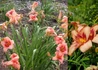 Kép 2/2 - Hemerocallis Real Wind / Sásliliom barack piros