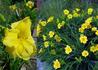 Kép 1/4 - Hemerocallis Stella de Oro / Sásliliom sárga törpe