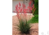 Kép 3/3 - Hesperaloe Parviflora Red Yucca / Piros virágú Yucca