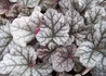 Kép 1/2 - Heuchera hybrida Cinnabar Silver / Ezüstös tűzeső