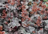 Kép 2/2 -  Heuchera hybrida Cinnabar Silver / Ezüstös tűzeső