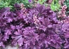 Kép 2/2 - Heuchera x hybrida Forever Purple / Lilás-bordó tűzeső