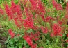 Kép 3/3 - Heuchera sanguinea Coral Petite / Zöld tűzeső