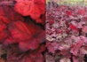 Kép 2/2 - Heuchera x hybrida Autumn Leaves / Bordóspiros tűzeső