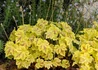 Kép 1/2 - Heucherella Solar Power / Turbáncső tűzeső