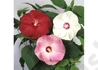 Kép 3/3 - Hibiscus moscheutos / Mocsári hibiszkusz, Mályva rózsaszín