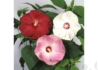Kép 3/3 - Hibiscus moscheutos / Mocsári hibiszkusz, Mályva bordó