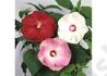 Kép 3/3 - Hibiscus moscheutos / Mocsári hibiszkusz, Mályva Fehér