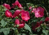 Kép 2/3 - Hibiscus moscheutos / Mocsári hibiszkusz, Mályva bordó