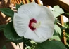 Kép 1/3 - Hibiscus moscheutos / Mocsári hibiszkusz, Mályva Fehér