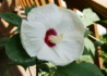 Kép 1/3 - Hibiscus moscheutos / Mocsári hibiszkusz, Mályva Fehér
