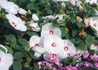 Kép 2/3 - Hibiscus moscheutos / Mocsári hibiszkusz, Mályva Fehér