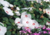 Kép 2/3 - Hibiscus moscheutos / Mocsári hibiszkusz, Mályva Fehér