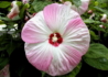 Kép 1/3 - Hibiscus moscheutos / Mocsári hibiszkusz, Mályva rózsaszín