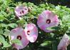 Kép 2/3 - Hibiscus moscheutos / Mocsári hibiszkusz, Mályva rózsaszín