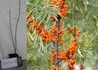 Kép 2/2 - Hippophae rhamnoides Askola / Homoktövis Askola termő