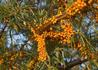 Kép 1/2 - Hippophae rhamnoides Hergo / Homoktövis Hergo termő