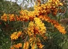 Kép 2/2 - Hippophae rhamnoides Orange Energy / Homoktövis termő