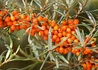 Kép 1/3 - Hippophae rhamnoides Sirola / Homoktövis Sirola termő