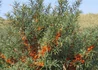 Kép 2/3 - Hippophae rhamnoides Sirola / Homoktövis Sirola termő