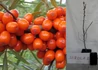 Kép 3/3 - Hippophae rhamnoides Sirola / Homoktövis Sirola termő