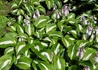 Kép 3/4 - Hosta Night Before Christmas / Tarkalevelű árnyékliliom