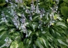Kép 4/4 - Hosta Night Before Christmas / Tarkalevelű árnyékliliom