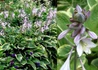Kép 3/3 - Hosta fortunei Aureomarginata / Tobozvirágzatú árnyékliliom