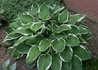 Kép 1/4 - Hosta fortunei Francee / Tobozvirágzatú árnyékliliom