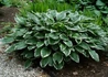 Kép 2/4 - Hosta fortunei Francee / Tobozvirágzatú árnyékliliom