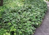 Kép 3/4 - Hosta fortunei Francee / Tobozvirágzatú árnyékliliom