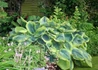 Kép 2/3 - Hosta sieboldiana Frances Williams / Hamvas árnyékliliom