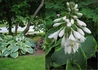 Kép 3/3 - Hosta sieboldiana Frances Williams / Hamvas árnyékliliom