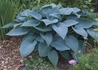 Kép 1/3 - Hosta tardiana Halcyon / Kék levelű árnyékliliom