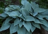 Kép 2/3 - Hosta tardiana Halcyon / Kék levelű árnyékliliom