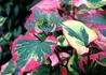Kép 1/3 - Houttuynia cordata Chamaeleon / Kaméleonvirág