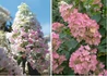 Kép 1/2 - Hydrangea Paniculata Pink Diamond / Bugás hortenzia