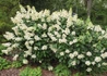 Kép 1/2 - Hydrangea Paniculata Tardiva / Bugás hortenzia
