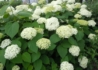 Kép 1/3 - Hydrangea Arborescens Annabelle /  Fehér gömb virágú hortenzia