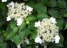 Kép 1/4 - Hydrangea anomala subspecies petiolaris / Kúszó hortenzia