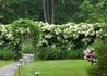 Kép 3/4 - Hydrangea anomala subspecies petiolaris / Kúszó hortenzia