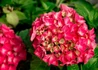Kép 1/3 - Hydrangea macrophylla Alpengluhen / Kerti hortenzia piros