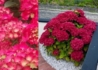 Kép 3/3 - Hydrangea macrophylla Alpengluhen / Kerti hortenzia piros