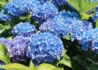 Kép 1/4 - Hydrangea macrophylla Maman Blue / Kerti hortenzia kék