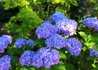 Kép 2/4 - Hydrangea macrophylla Maman Blue / Kerti hortenzia kék
