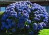 Kép 3/4 - Hydrangea macrophylla Maman Blue / Kerti hortenzia kék