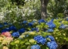 Kép 4/4 - Hydrangea macrophylla Maman Blue / Kerti hortenzia kék