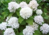 Kép 1/3 - Hydrangea macrophylla Soeur Therese / Kerti hortenzia fehér
