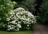 Kép 3/3 - Hydrangea macrophylla Soeur Therese / Kerti hortenzia fehér